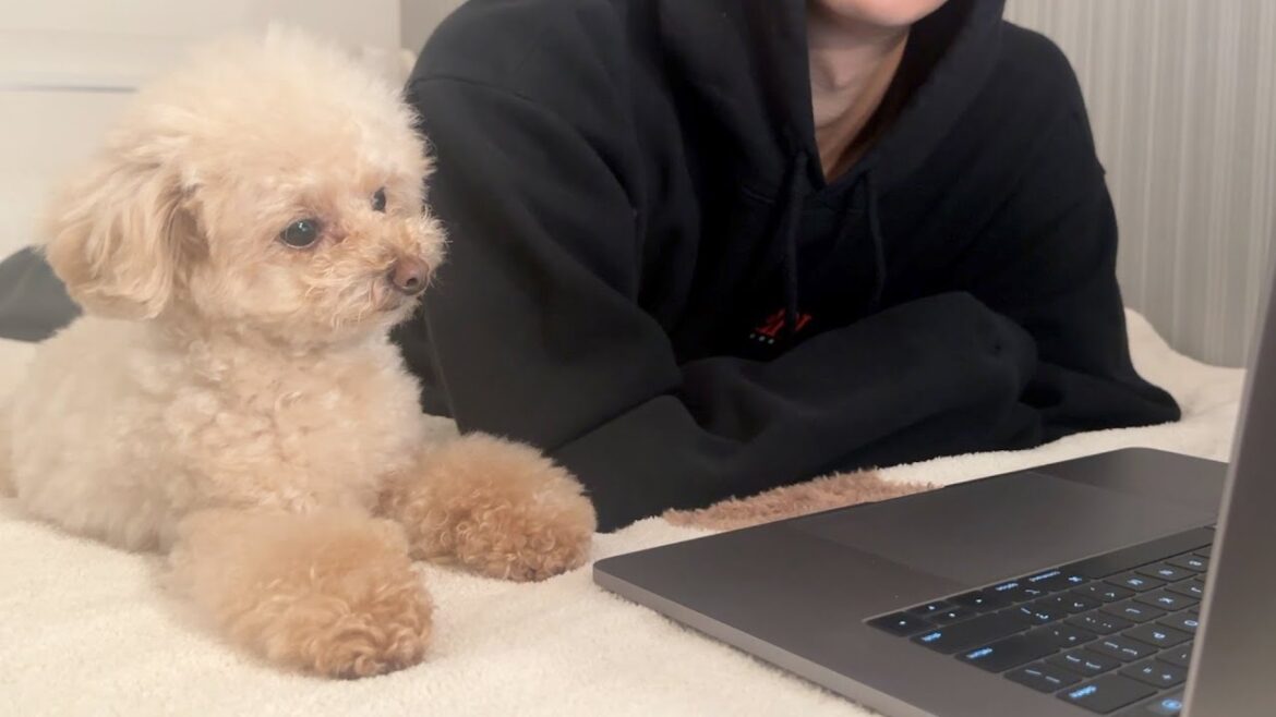 休日の夜は犬と一緒に映画を観ると幸せになります【トイプードル】