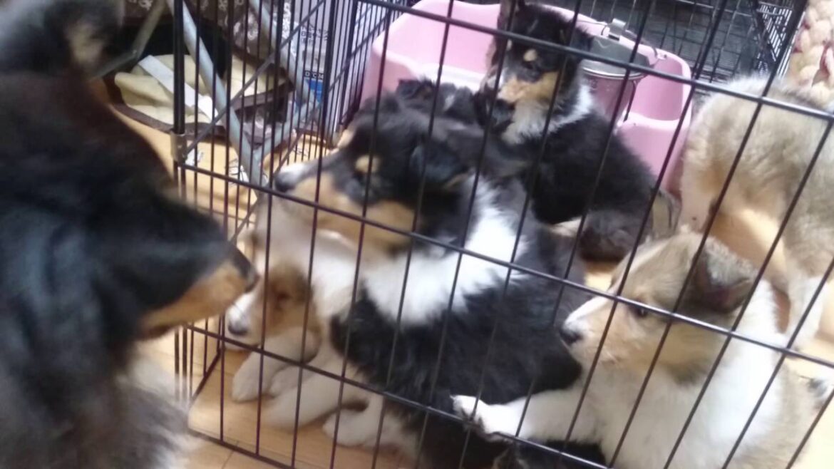 ラフコリーMotherlakecollies コリーの子犬生後４３日目20160909