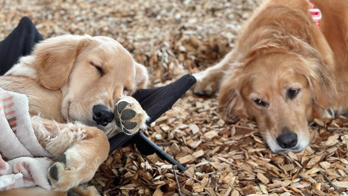 【神回】子犬を目の前に母性が爆発したゴールデンレトリバーが可愛すぎた...【ボーダーコリー】