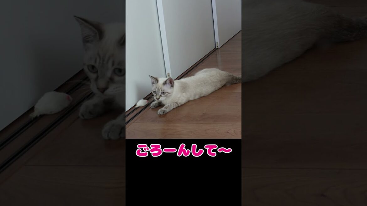 戯れ方がカワイイシャムMIXあんちゃん#149 #shorts #シャムMIX #猫のいる暮らし