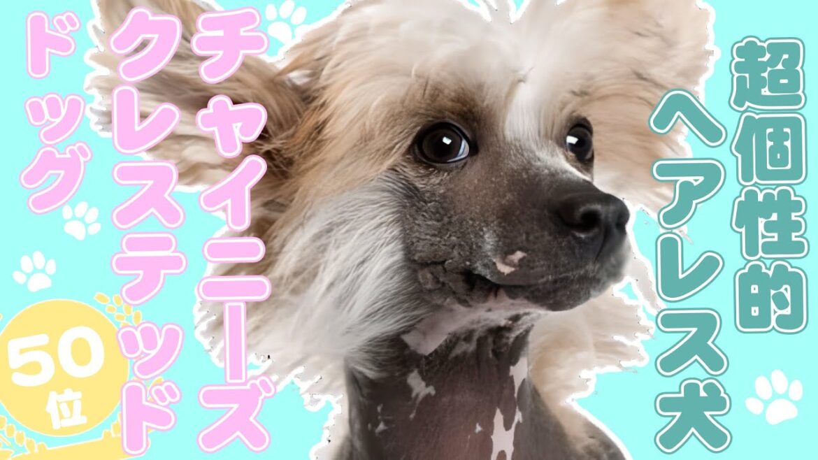 🐶人気50位！【チャイニーズ・クレステッド・ドッグはどんな犬？】性格や魅力、飼い方などを紹介！