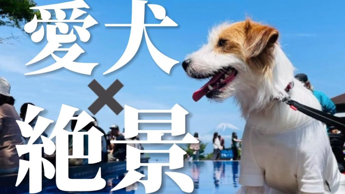 愛犬✖️絶景はヤバ過ぎました‼︎#ジャックラッセルテリア