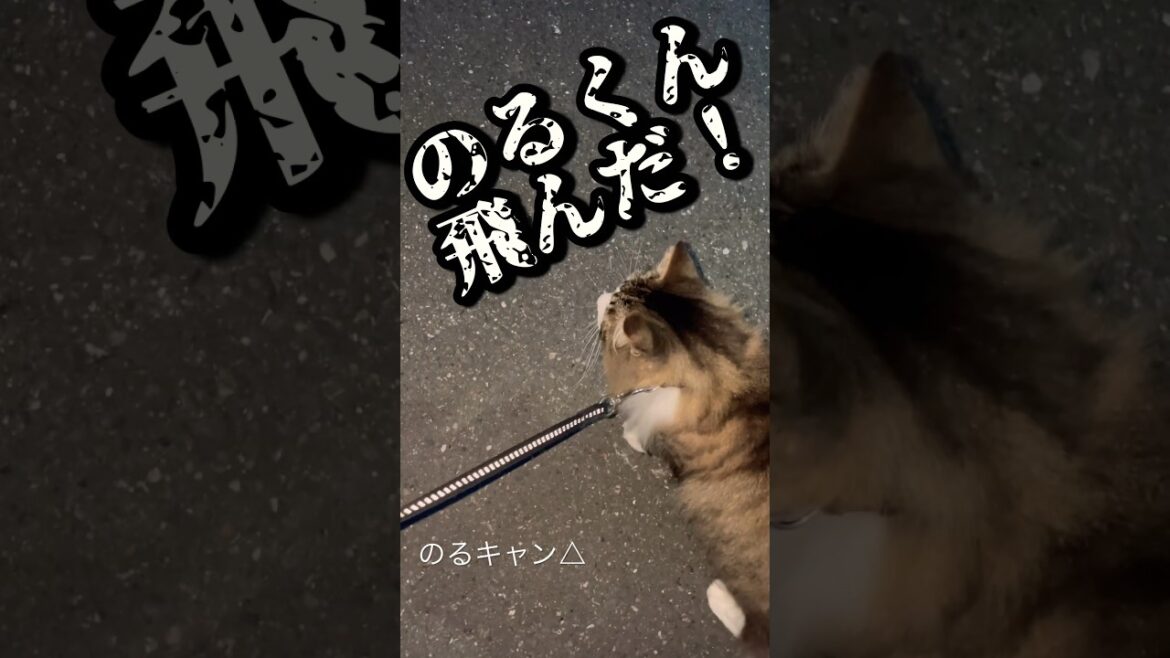 「はじめてのへび」 #ノルウェージャンフォレストキャット #cat