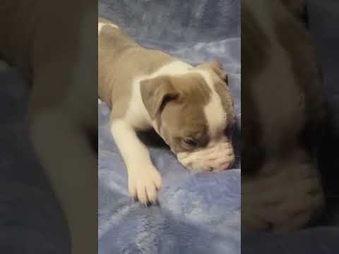 アメリカンピットブルテリア ホワイトが多いイザベラホワイト アメリカンピットブルテリア ホワイトが多いイザベラホワイト