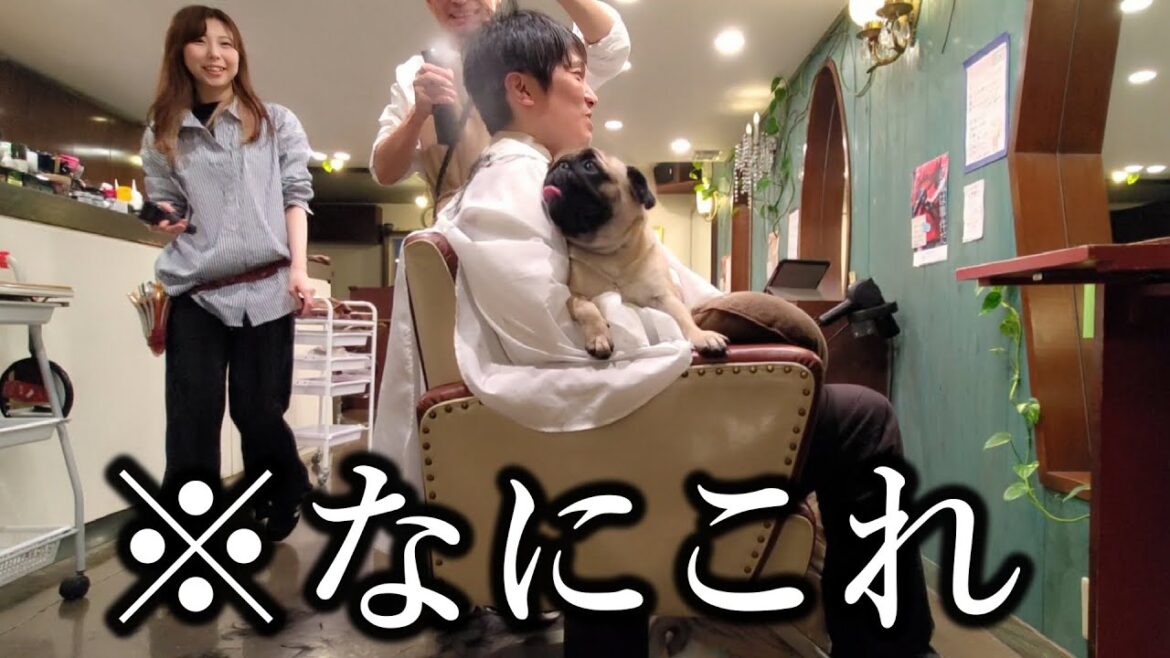 犬を飼って結婚願望を失った30代男が美容室に行ったらこうなったWWWWWWW
