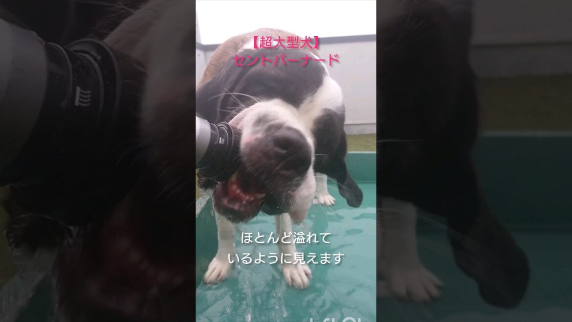 【セントバーナード】直飲み大好き❤️#shorts