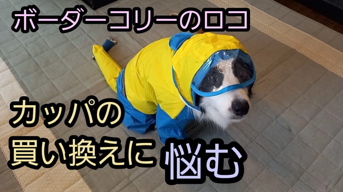 ボーダーコリーのカッパ選びに悩む飼い主たち