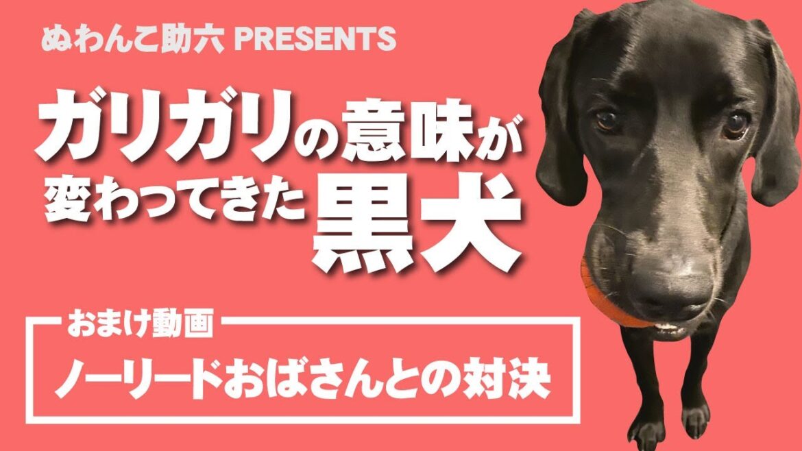 ガリガリの意味が変わってきた黒犬　ノーリードおばさんとの対決