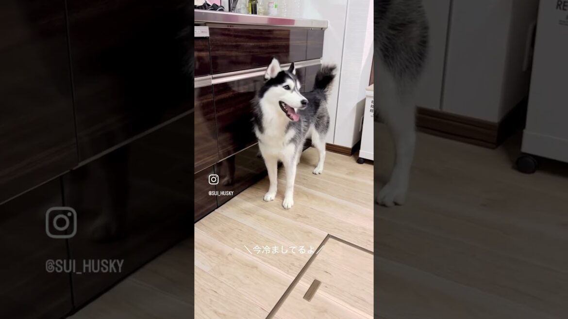 おしゃべりしながら抗議してくるハスキー犬
