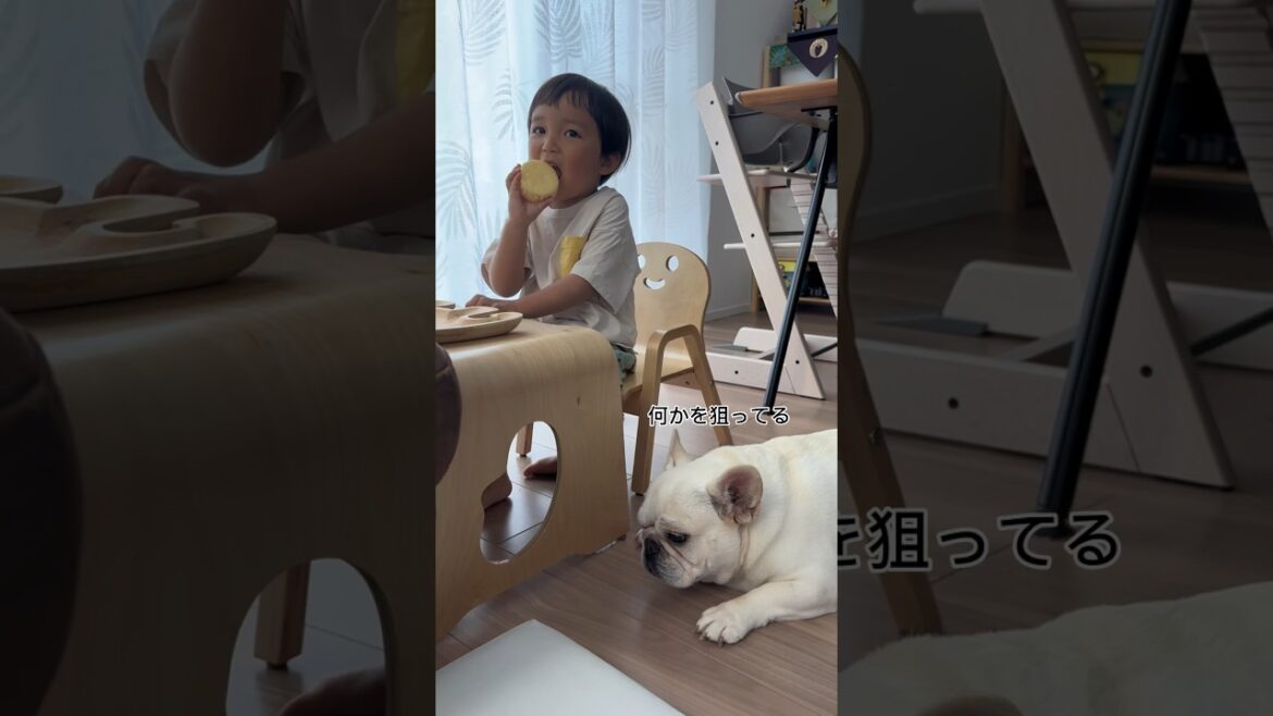 間に合わなかった、、犬の狙い通りとなりました #shorts #フレンチブルドッグ