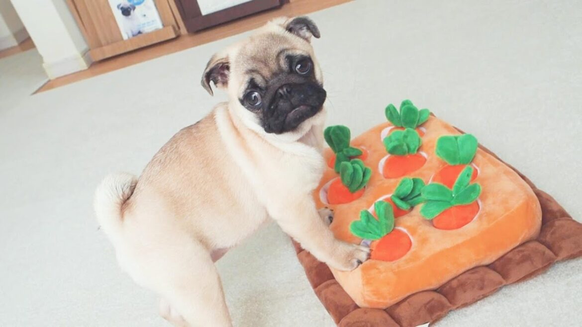 おやつの場所がわからないパグの子犬は困った顔で飼い主を見つめます。A pug puppy looks at its owner with a troubled face.【パグ、pug】
