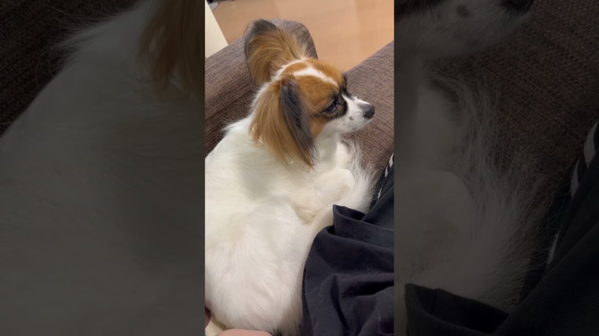 眠そうなパピヨン犬のハナちゃん🥱