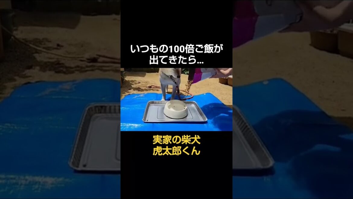 柴犬にいつもの100倍ご飯を出してみたら…【🐈#shorts 🐾】