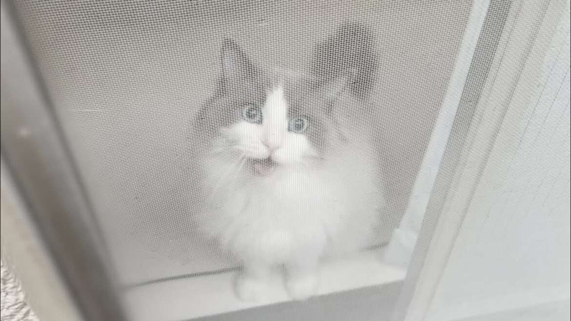 飼い主がラグドール猫の真似して外を眺めて続けていたらまさかのこうなったw