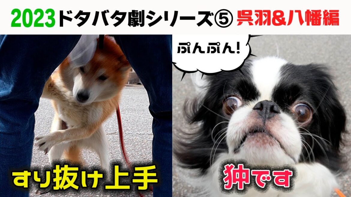 2023狂犬病予防注射会場のドタバタ劇⑤ 富山市呉羽＆八幡編