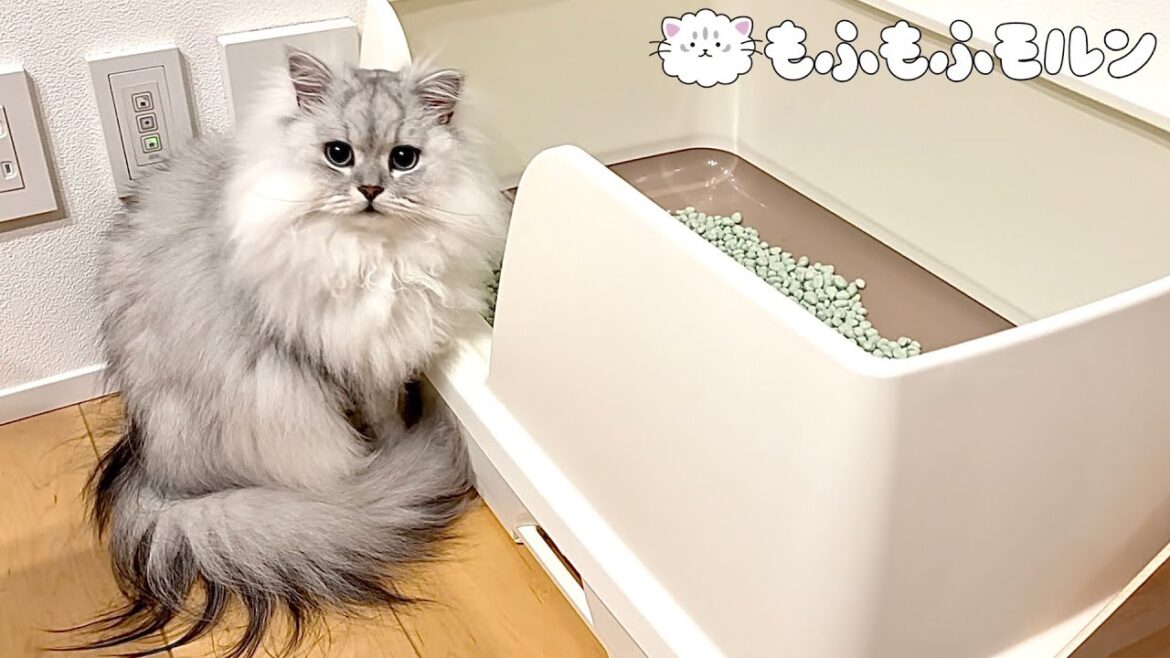 猫のトイレに異変が… 【サイベリアン】