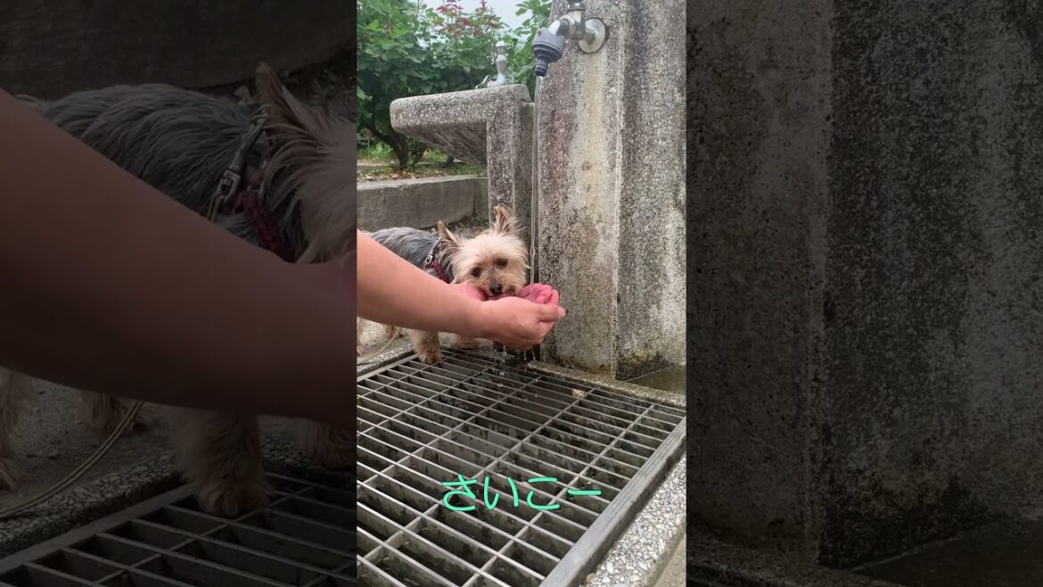 犬が公園で水を飲む様子【#shorts 】#ヨーキー