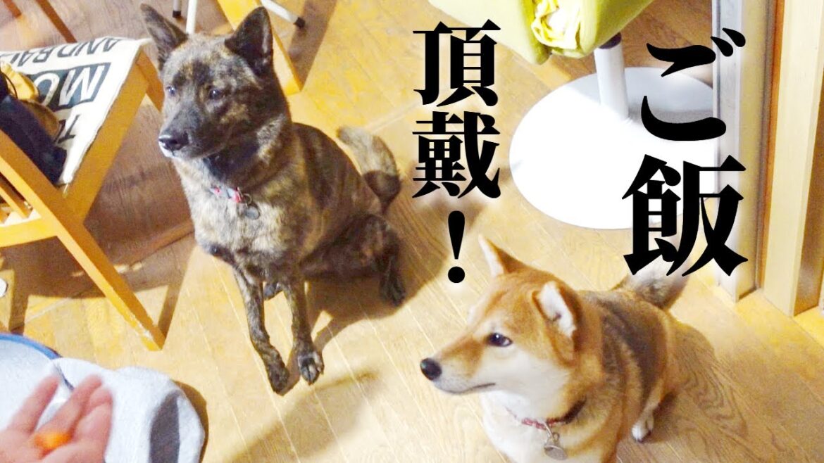 犬に人間の食べ物を与えてはダメ？【甲斐犬・柴犬】