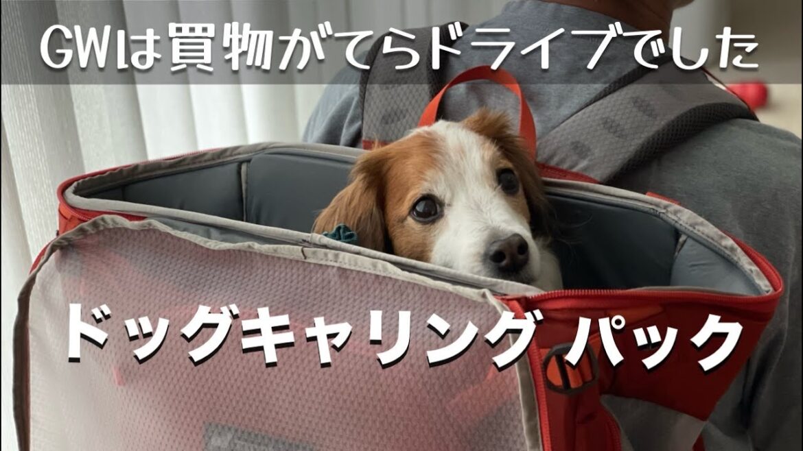 GWは買物がてらドライブ♪モンベルでドッグキャリングパックを買っちゃいました♪コーイケルホンディエとノバスコシアダックトーリングレトリバーとの暮らし