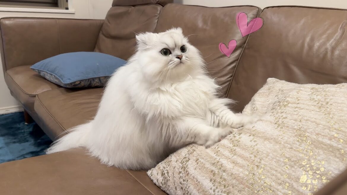 甘えんぼ猫のふみふみタイムが可愛すぎました笑