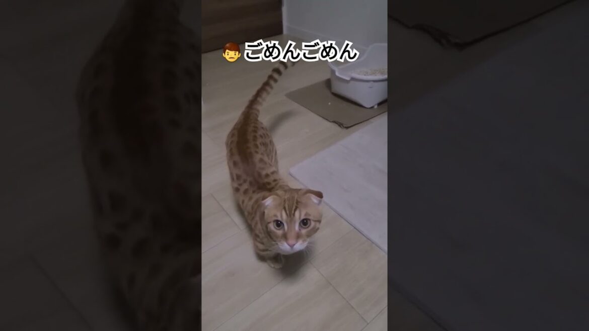 猫砂かいてたので撮影してたら怒られた主【コモドンの観察日記】 #キンカロー #猫