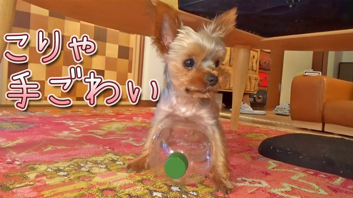 【ヨークシャテリア】ペットボトルと格闘するヨークシャテリア【Yorkshire Terrier】