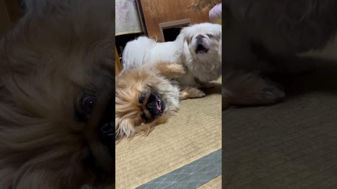 【ペキニーズ】プロレス