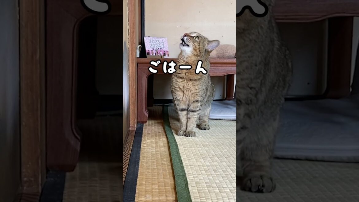 家猫歴2ヶ月…日本語を覚えた元野良猫はこうなる…笑 #shorts