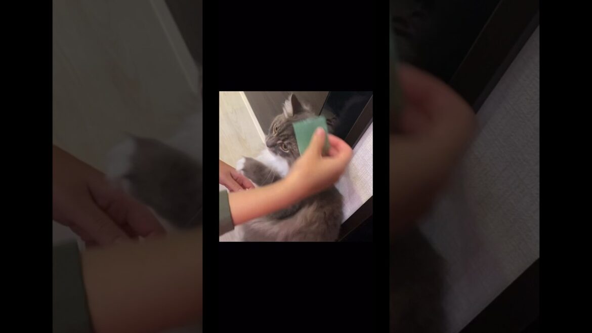 猫の頭にテープ貼ってみたら…#ねこ動画 #サイベリアン #cat #shorts