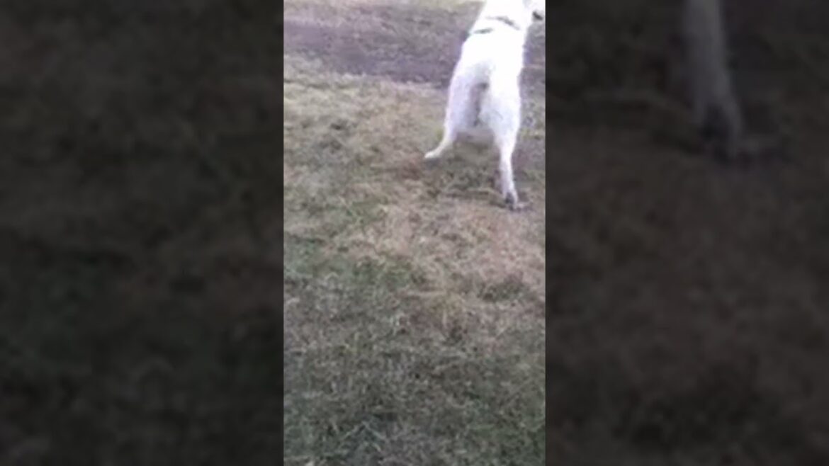 el pachón | #bassethound #funnypets #funnyanimals #shorts