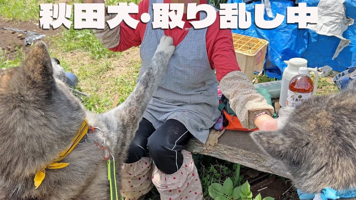 虎毛秋田犬秋馬とお菊・盛大に取り乱す【大型犬】【akita dog】 虎毛秋田犬秋馬とお菊・盛大に取り乱す【大型犬】【akita dog】