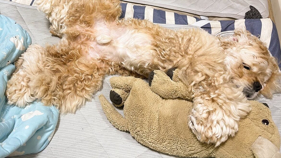 ぬいぐるみを抱いて寝る愛犬がかわいい【アメリカンコッカースパニエル】