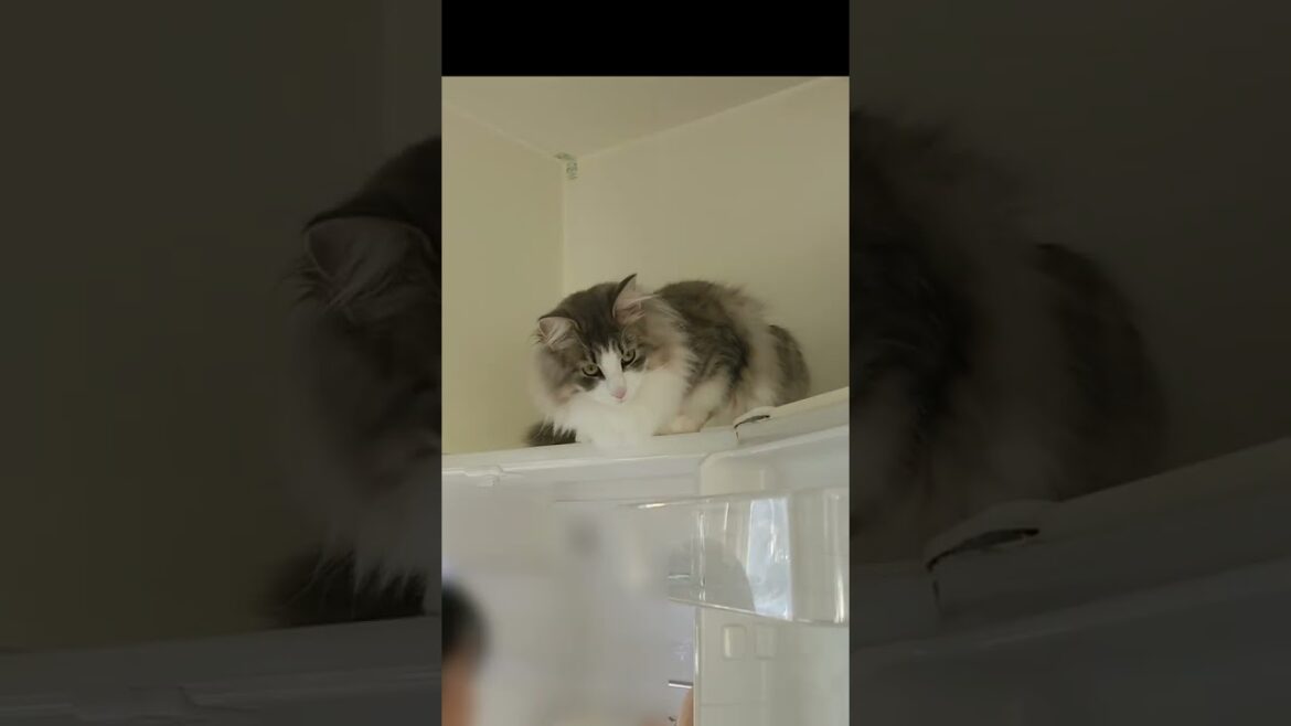 引っ越し準備を上から見守る猫【ノルウェージャンフォレストキャット】＃Shorts