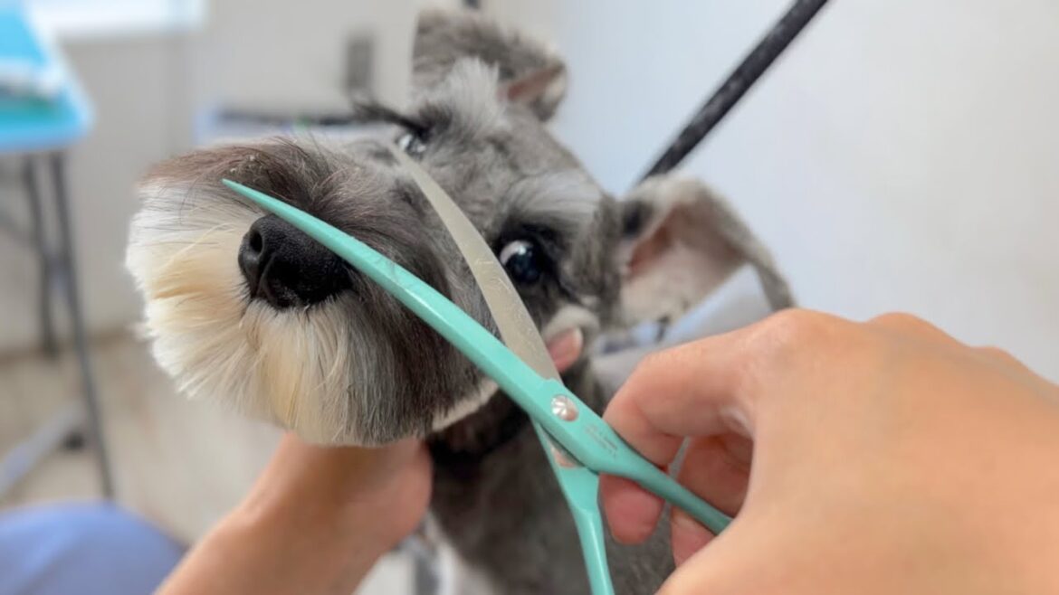 ドキドキ初来店♪パピーのミニチュアシュナウザーのトリミング✂︎（プレスリーくん）