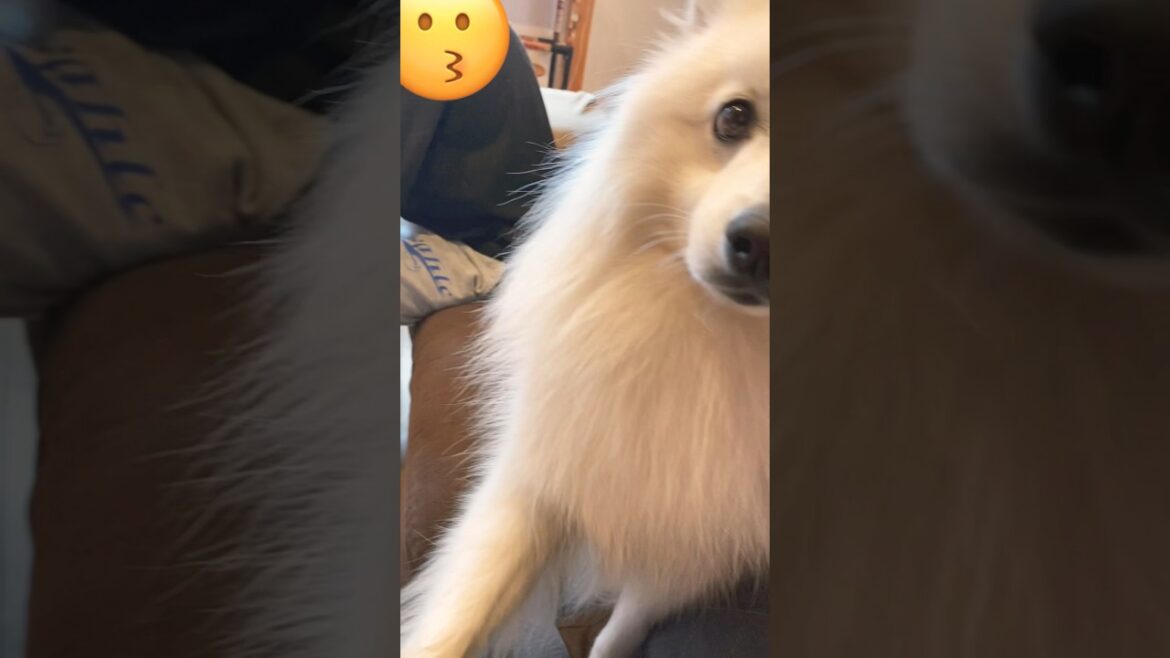 飼い主の趣味を一生懸命ジャマするスピッツ犬　#日本スピッツ #japanesespitz #shorts