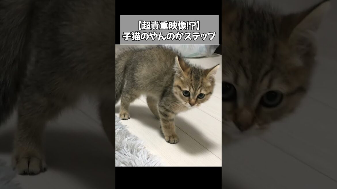子猫のやんのかステップがヘボすぎて最高に癒しなんだが…　#shorts