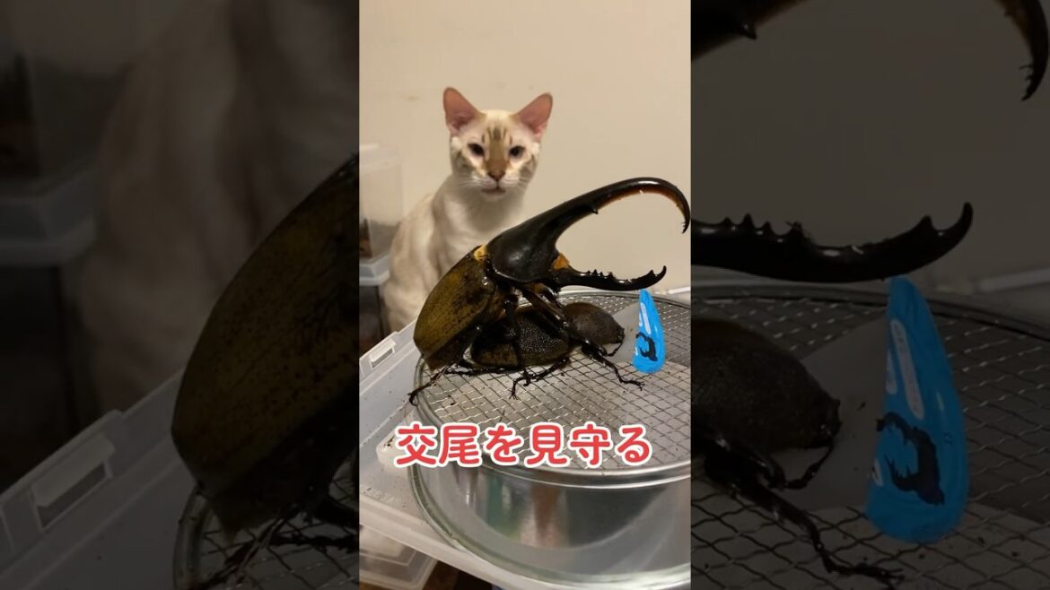 【熱い夜】ヘラクレスのペアリング　ホワイトベンガル　イチャイチャカブトムシ　WANIMA いいから　#ベンガル #bengalcat  #bengal #猫 #子猫 #cat #ヘラクレスオオカブト
