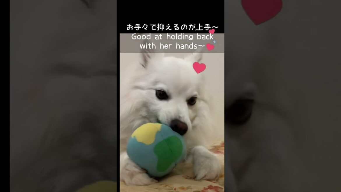日本スピッツの雪ちゃん、ゴール!!　#shorts, #japanesespitz, #ショート
