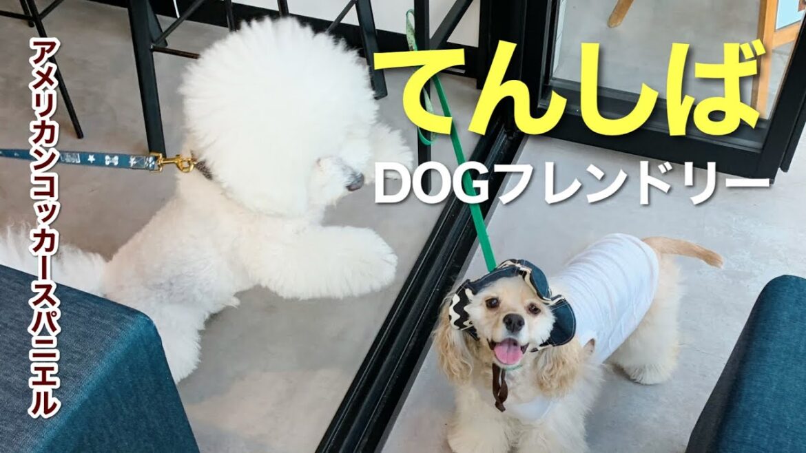 アメリカンコッカースパニエル 子犬 ＊ワンコのラテアート♪ワンコグッズ、そしてお肉なお散歩