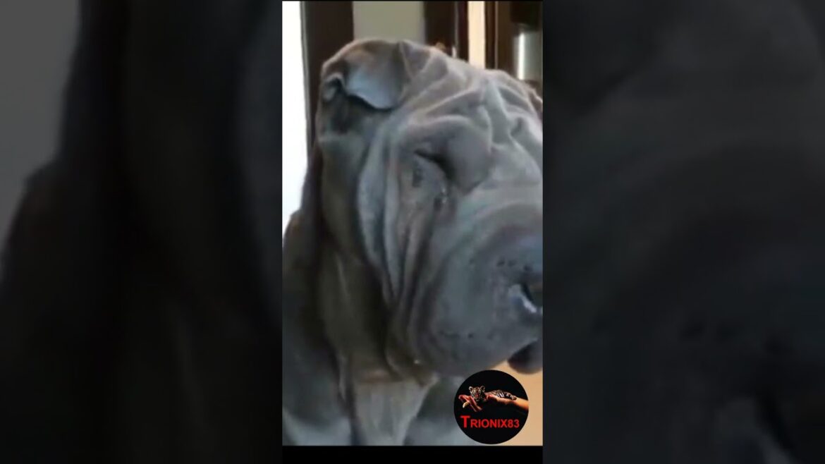 MASTIN NAPOLITANO (El perro más Fuerte del mundo)