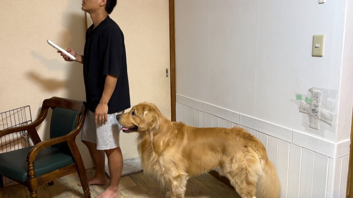 30℃越えの時期にエアコンの不具合問題に直面したゴールデンレトリバー 30℃越えの時期にエアコンの不具合問題に直面したゴールデンレトリバー