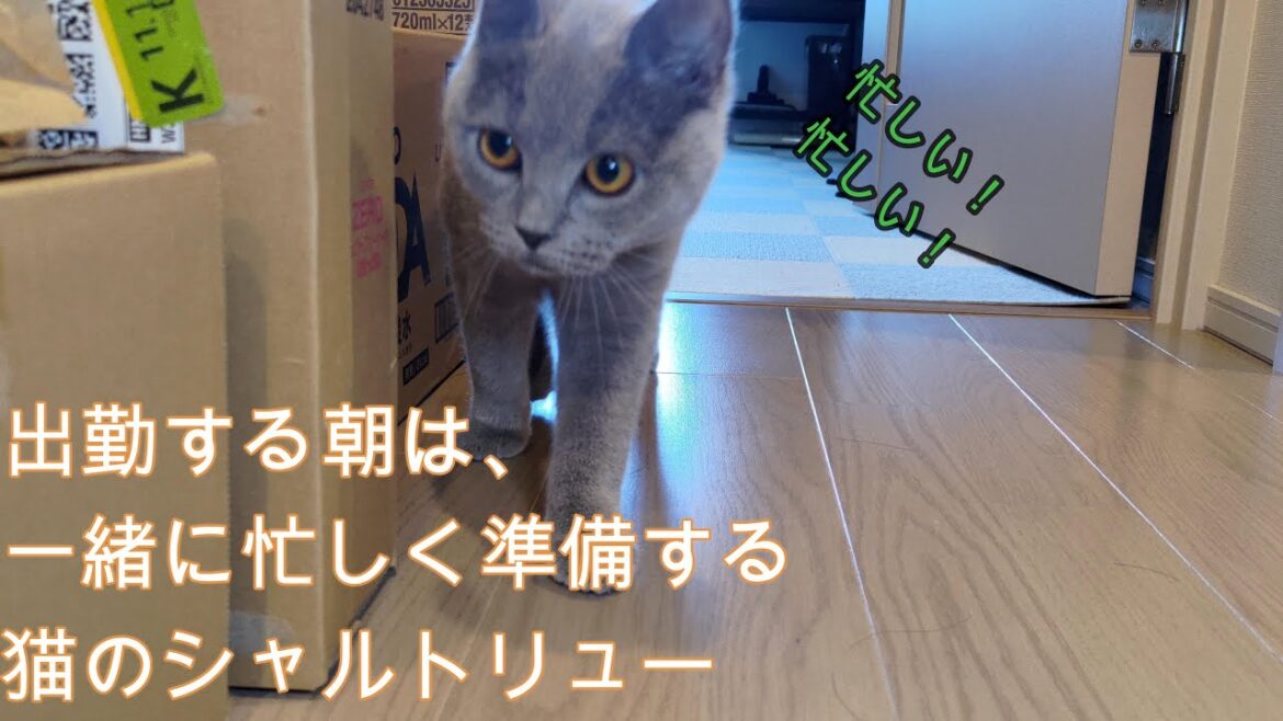 出勤する朝は、一緒に忙しく準備する猫のシャルトリュー（Cats busily getting ready together in the morning to go to work.）