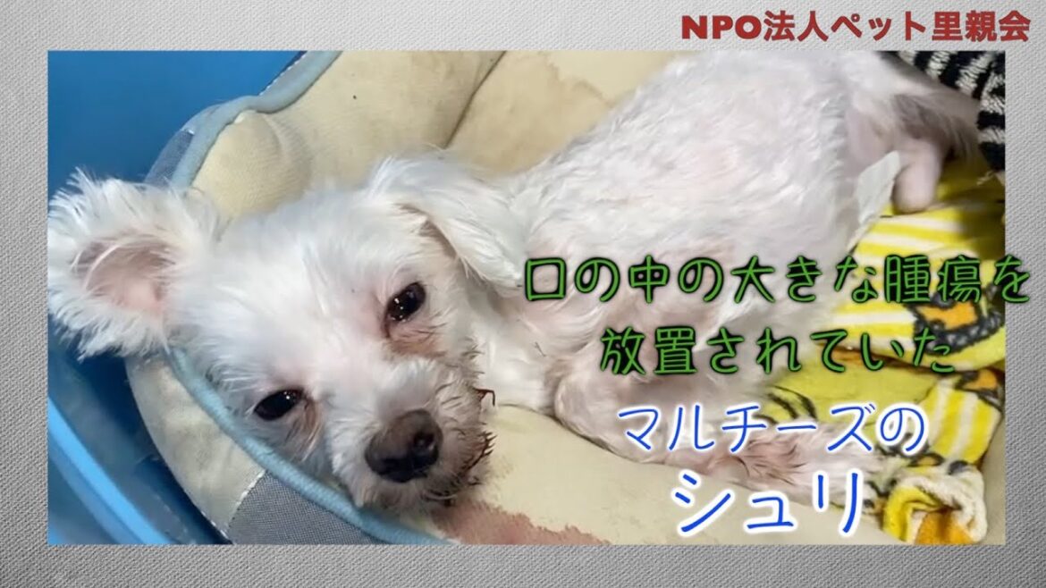 口の中の大きな腫瘍を放置されていたマルチーズのシュリ 口の中の大きな腫瘍を放置されていたマルチーズのシュリ