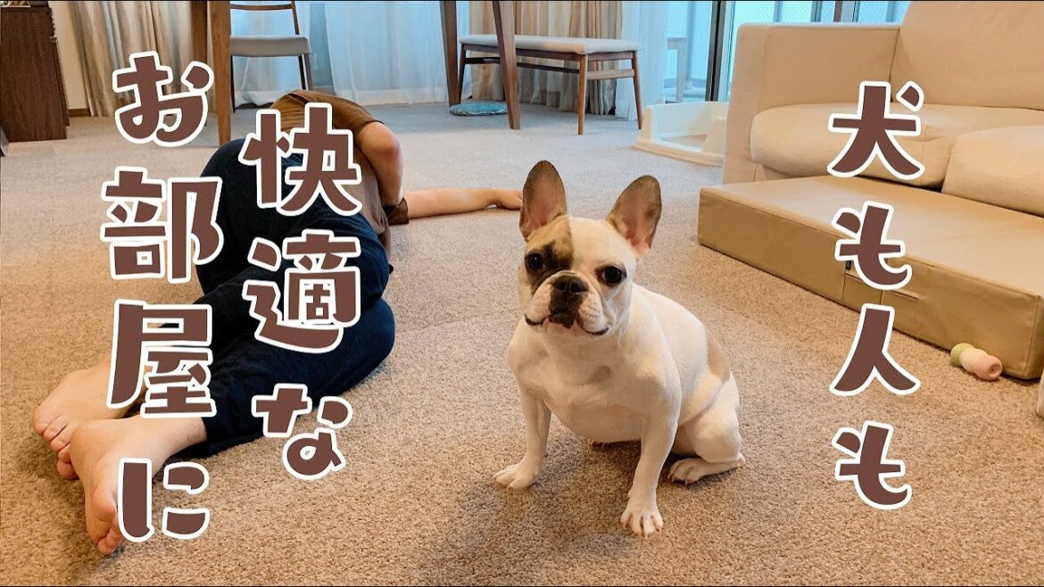 犬も飼い主も快適なお部屋に模様替え!【フレンチブルドッグ】 犬も飼い主も快適なお部屋に模様替え!【フレンチブルドッグ】