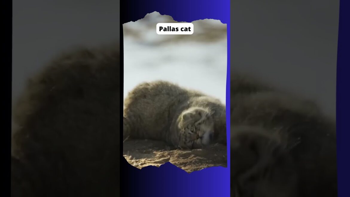Cute animal - Pallas cat