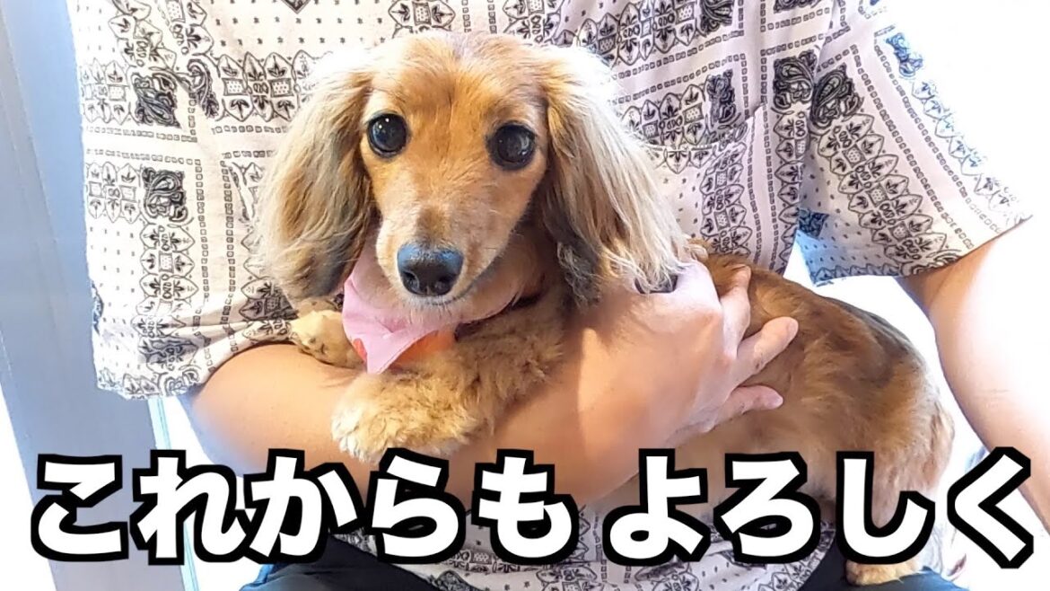 【爆食】結婚記念日のお祝いをする犬【カニンヘンダックスえびすの日常】