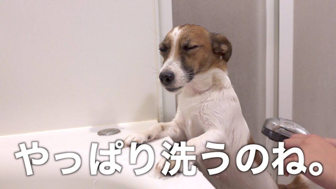カインズの犬用シャンプーを気に入った父と、シャンプーなんて何でも良いと思っているジャックラッセルテリアのさくら。 Jack Russell Terrier Sakura.