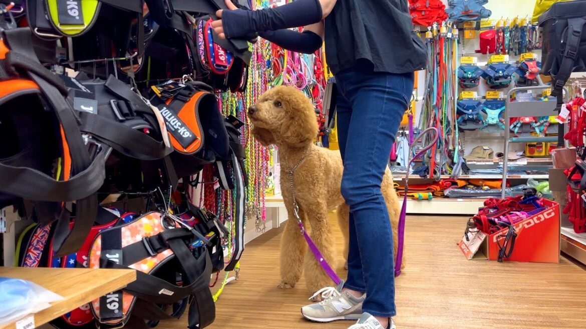ハーネスを買いに行きました🦮🐕‍🦺チワプー/スタンダードプードル/standard poodle /dog