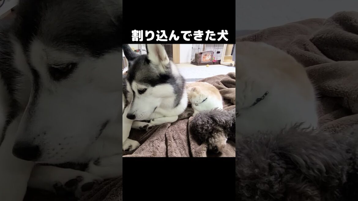 猫と犬が仲が良すぎたので割り込んでみたｗ...#shorts