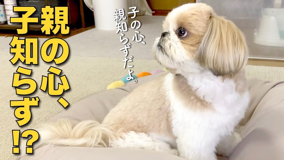 【シーズー】親の心子知らず？不審物と化す誕生日プレゼント！www【264】
